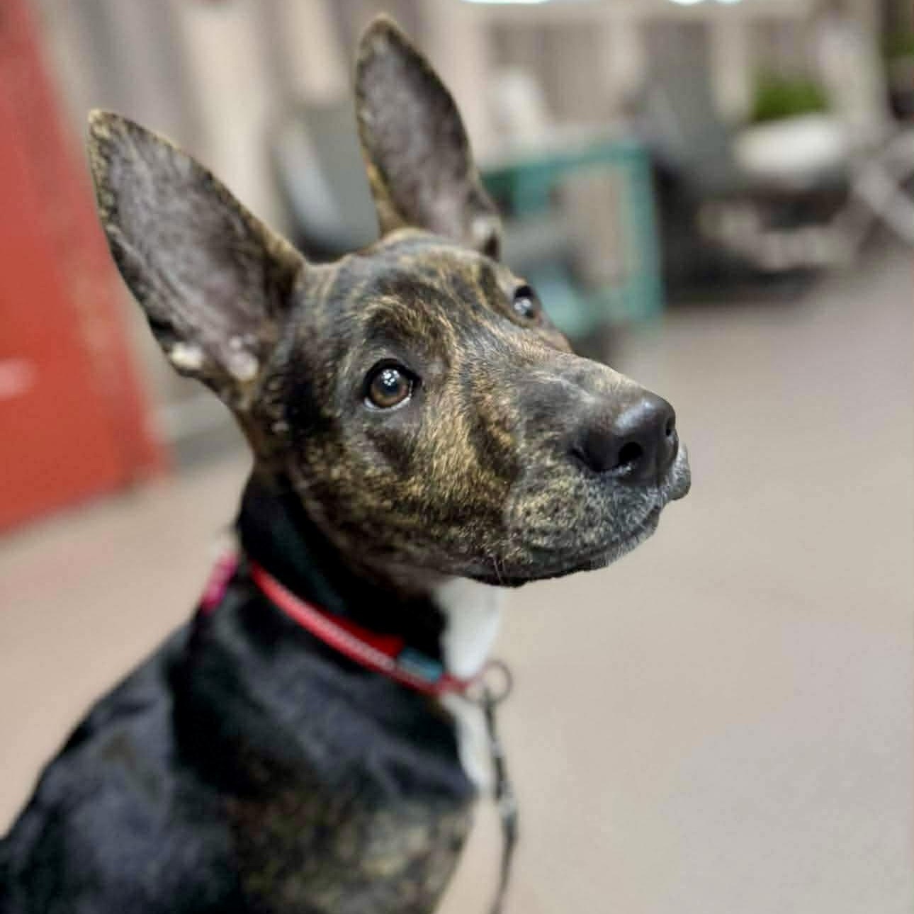 Enlarge BETTY, a Adoptable mixed breed in Morgan Hill, CA image 4/6