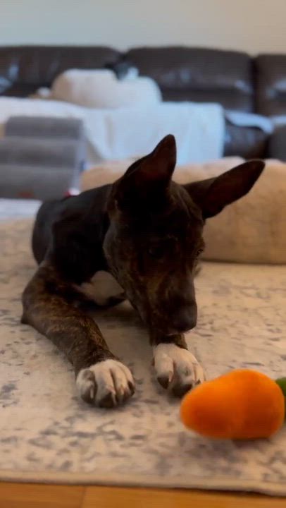 Enlarge BETTY, a Adoptable mixed breed in Morgan Hill, CA video 5/6