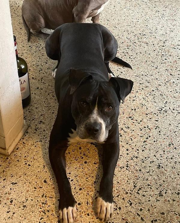 Enlarge Zeus, a Adoptable mixed breed in Lakeland, FL image 1/6