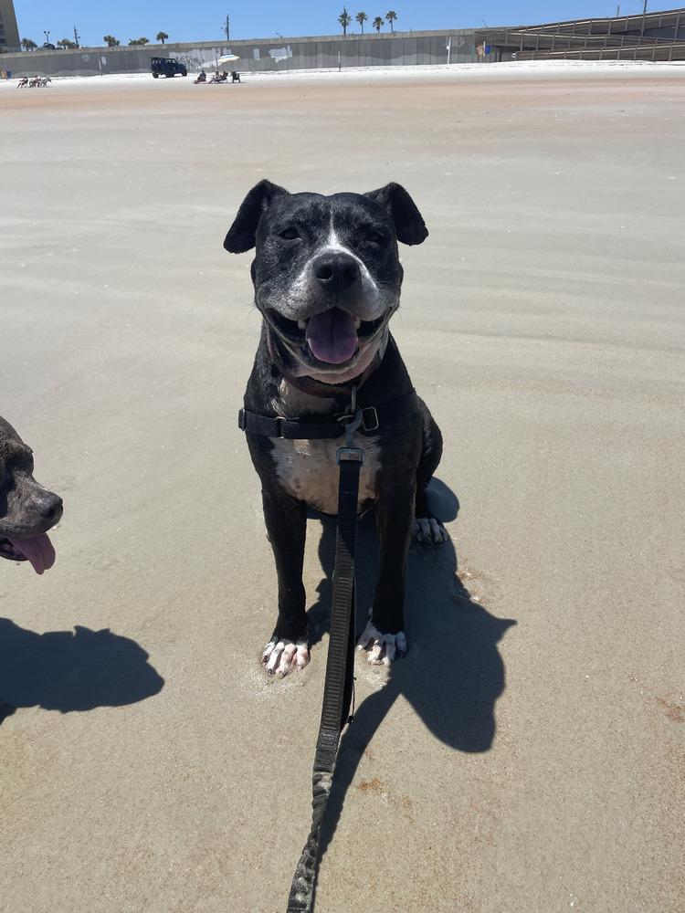 Zeus, a Adoptable mixed breed in Lakeland, FL image 2/6