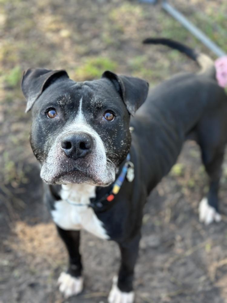 Enlarge Zeus, a Adoptable mixed breed in Lakeland, FL image 2/6
