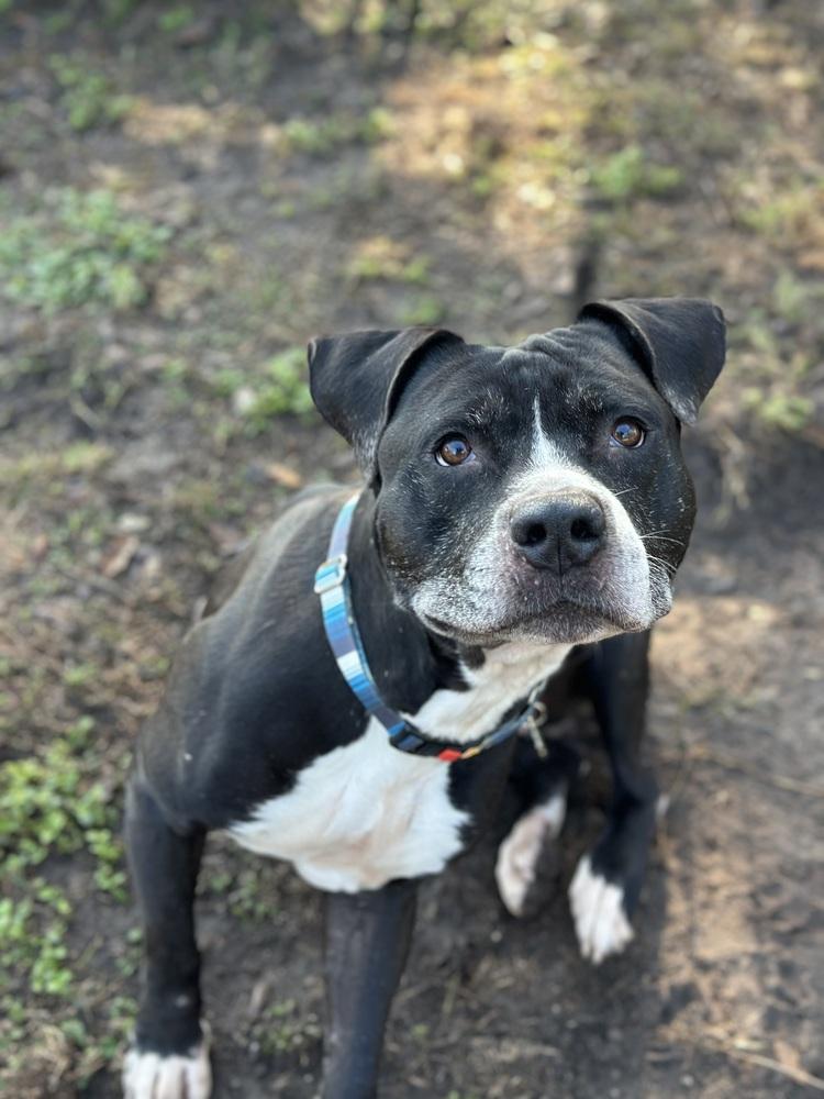 Enlarge Zeus, a Adoptable mixed breed in Lakeland, FL image 3/6