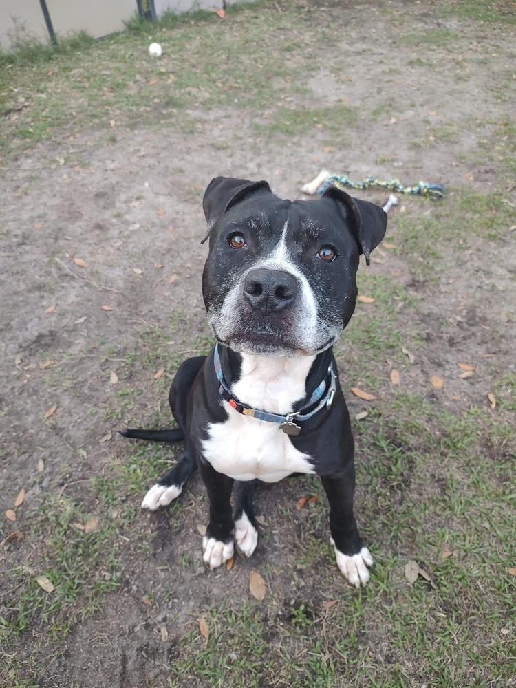 Enlarge Zeus, a Adoptable mixed breed in Lakeland, FL image 4/6