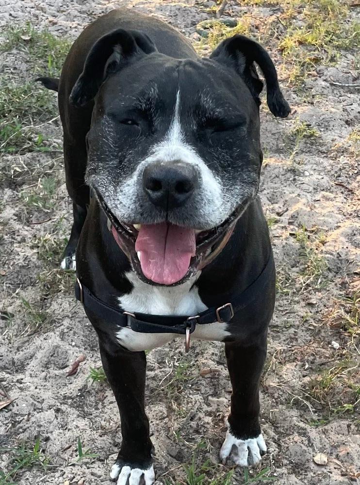 Enlarge Zeus, a Adoptable mixed breed in Lakeland, FL image 5/6