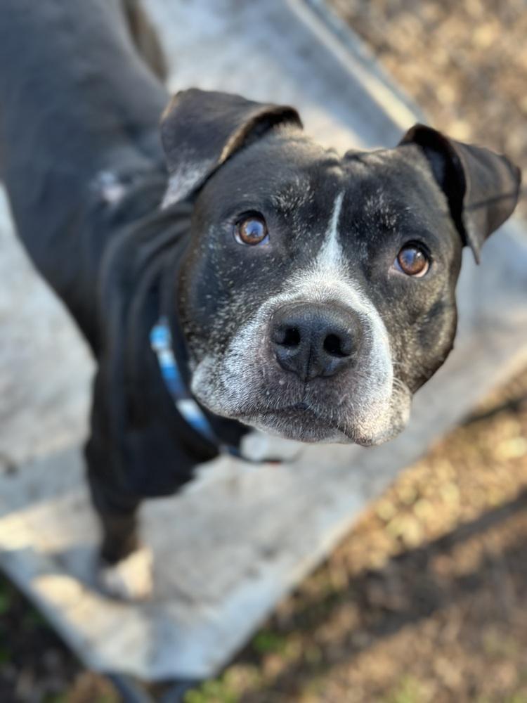 Enlarge Zeus, a Adoptable mixed breed in Lakeland, FL image 6/6