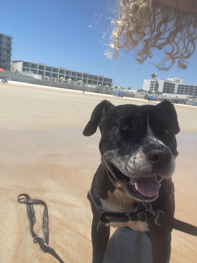 Zeus, a Adoptable mixed breed in Lakeland, FL image 6/6