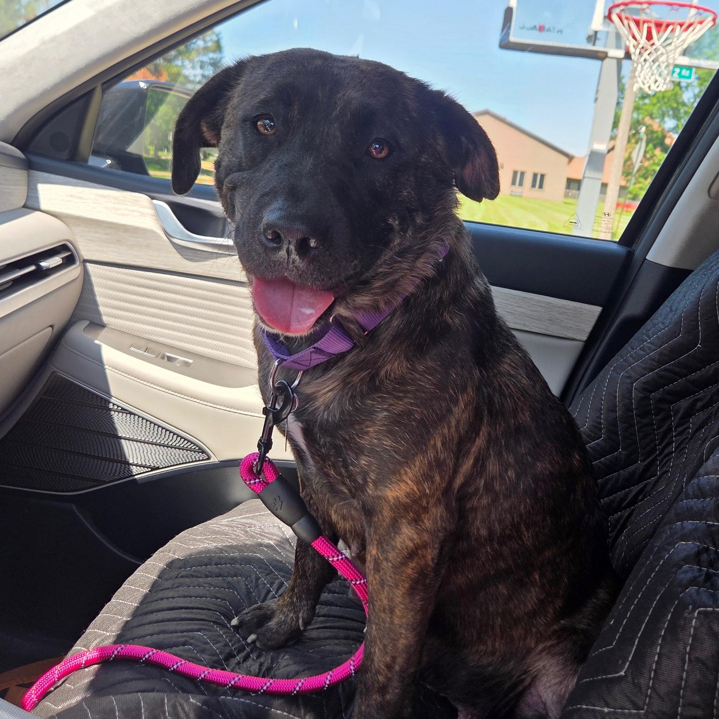 Enlarge Maya (Partial Adopt Fee Sponsor), a ADOPTABLE Mixed Breed in Lemont, IL image 6/6
