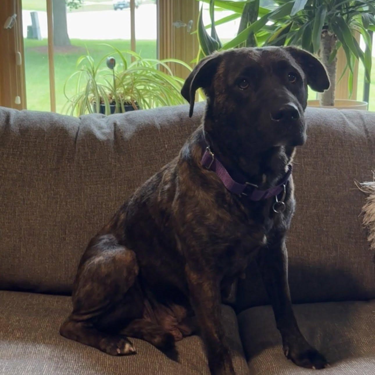 Enlarge Maya (Partial Adopt Fee Sponsor), a ADOPTABLE Mixed Breed in Lemont, IL image 6/6