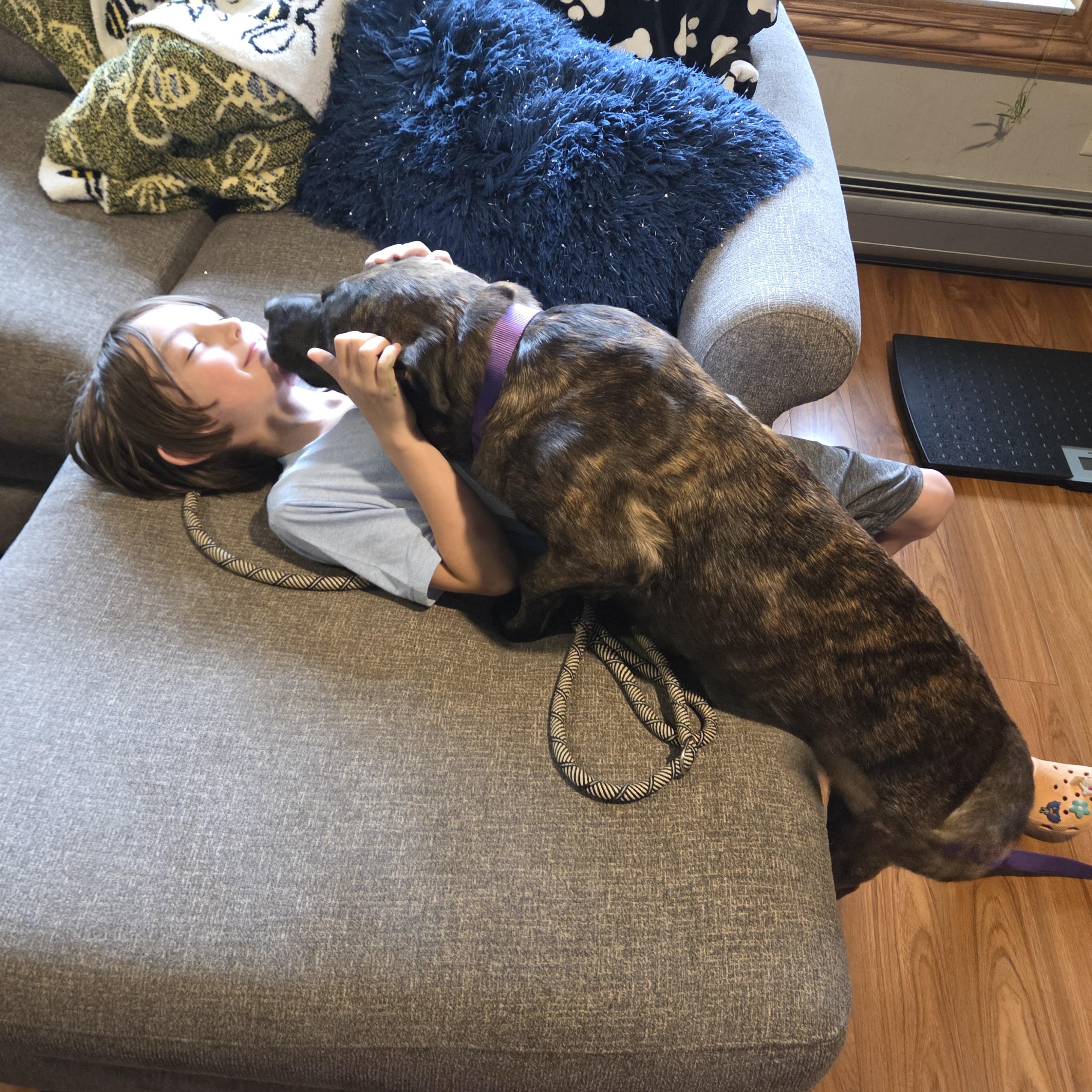 Enlarge Maya (Partial Adopt Fee Sponsor), a ADOPTABLE Mixed Breed in Lemont, IL image 3/6