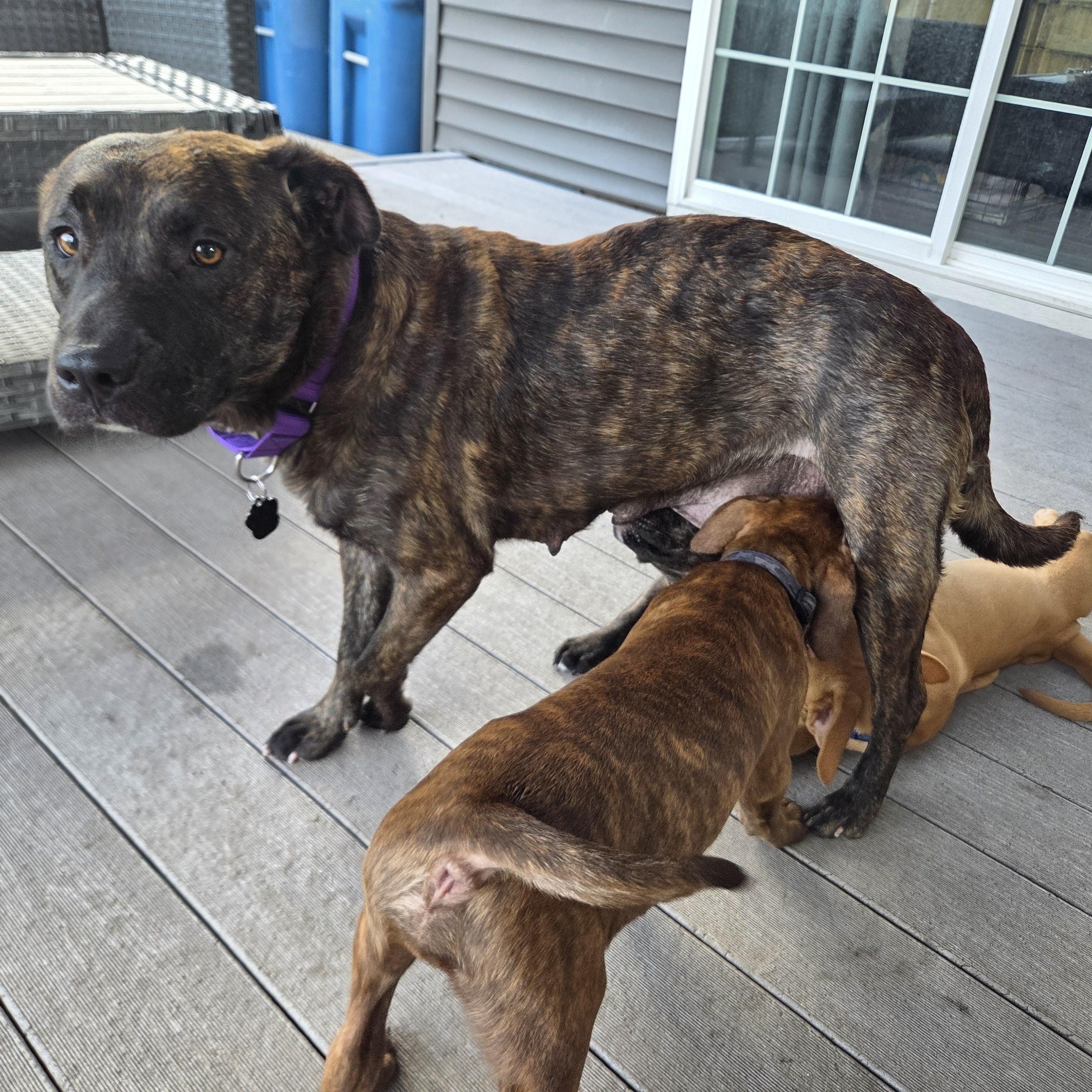 Enlarge Maya (Partial Adopt Fee Sponsor), a ADOPTABLE Mixed Breed in Lemont, IL image 4/6