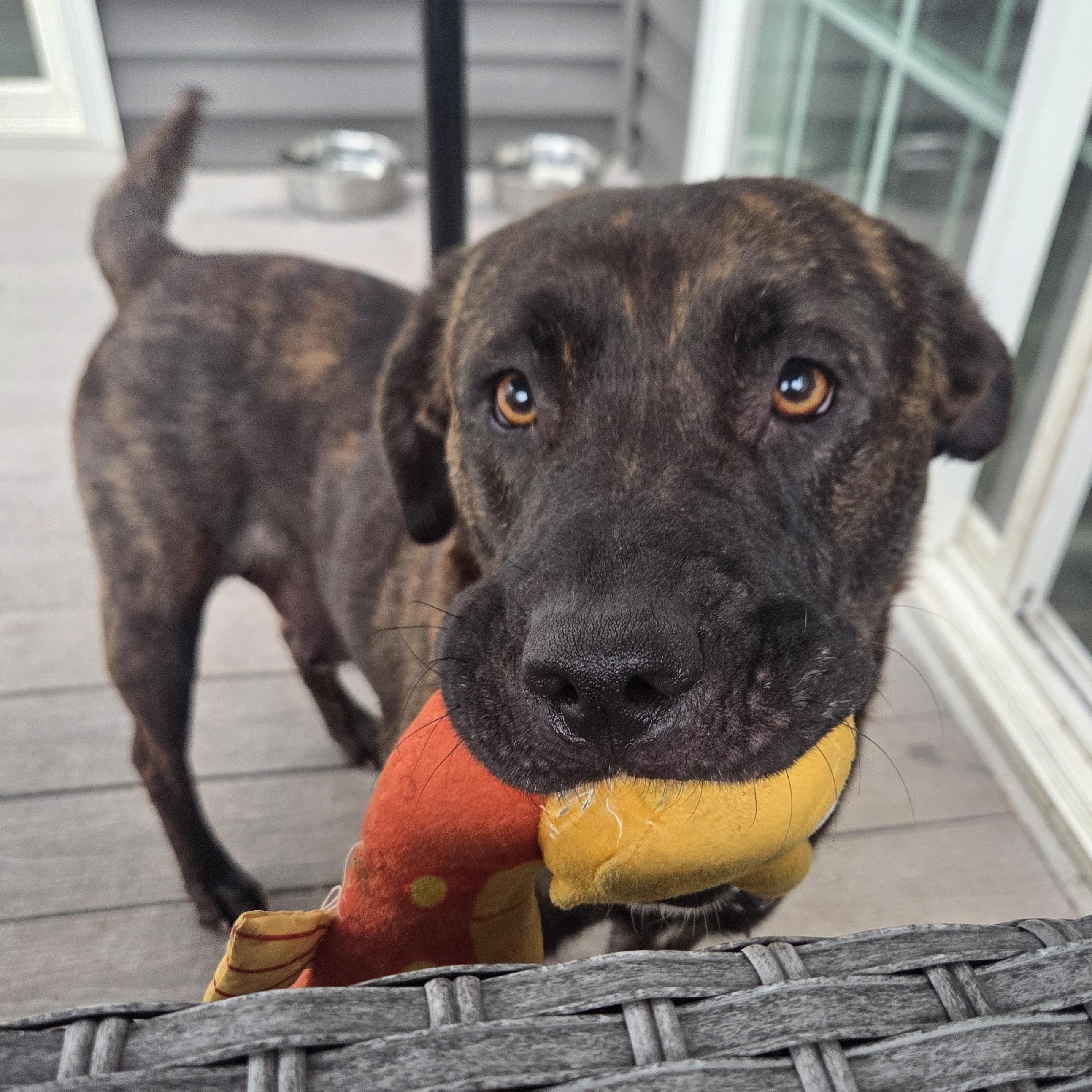 Enlarge Maya (Partial Adopt Fee Sponsor), a ADOPTABLE Mixed Breed in Lemont, IL image 1/6