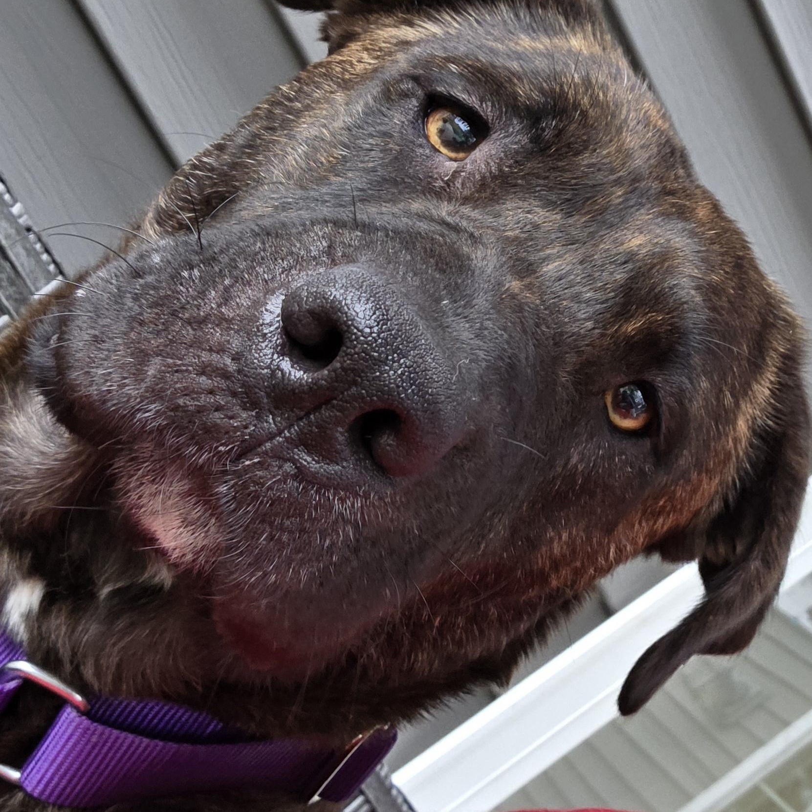 Enlarge Maya (Partial Adopt Fee Sponsor), a ADOPTABLE Mixed Breed in Lemont, IL image 2/6