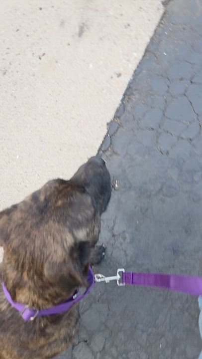Enlarge Maya (Partial Adopt Fee Sponsor), a ADOPTABLE Mixed Breed in Lemont, IL video 5/6