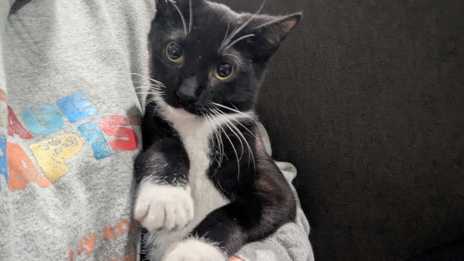 Binx, a Adopted Domestic Short Hair in hinckley, IL image 1/2