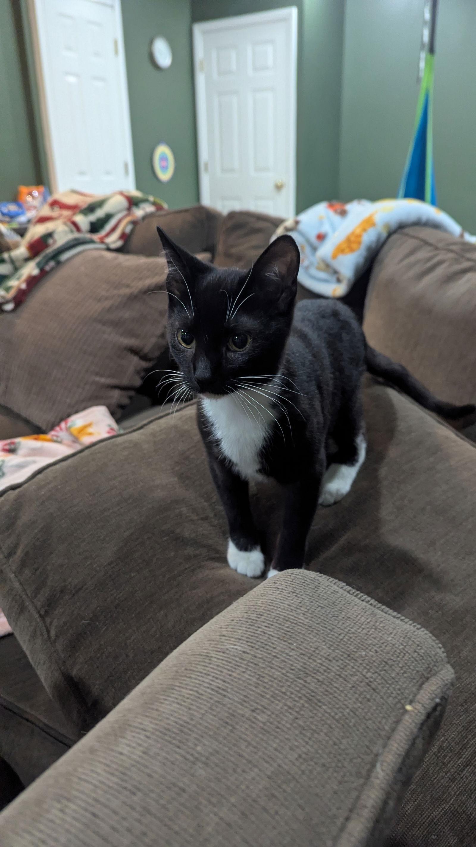 Binx, a Adopted Domestic Short Hair in hinckley, IL image 2/2