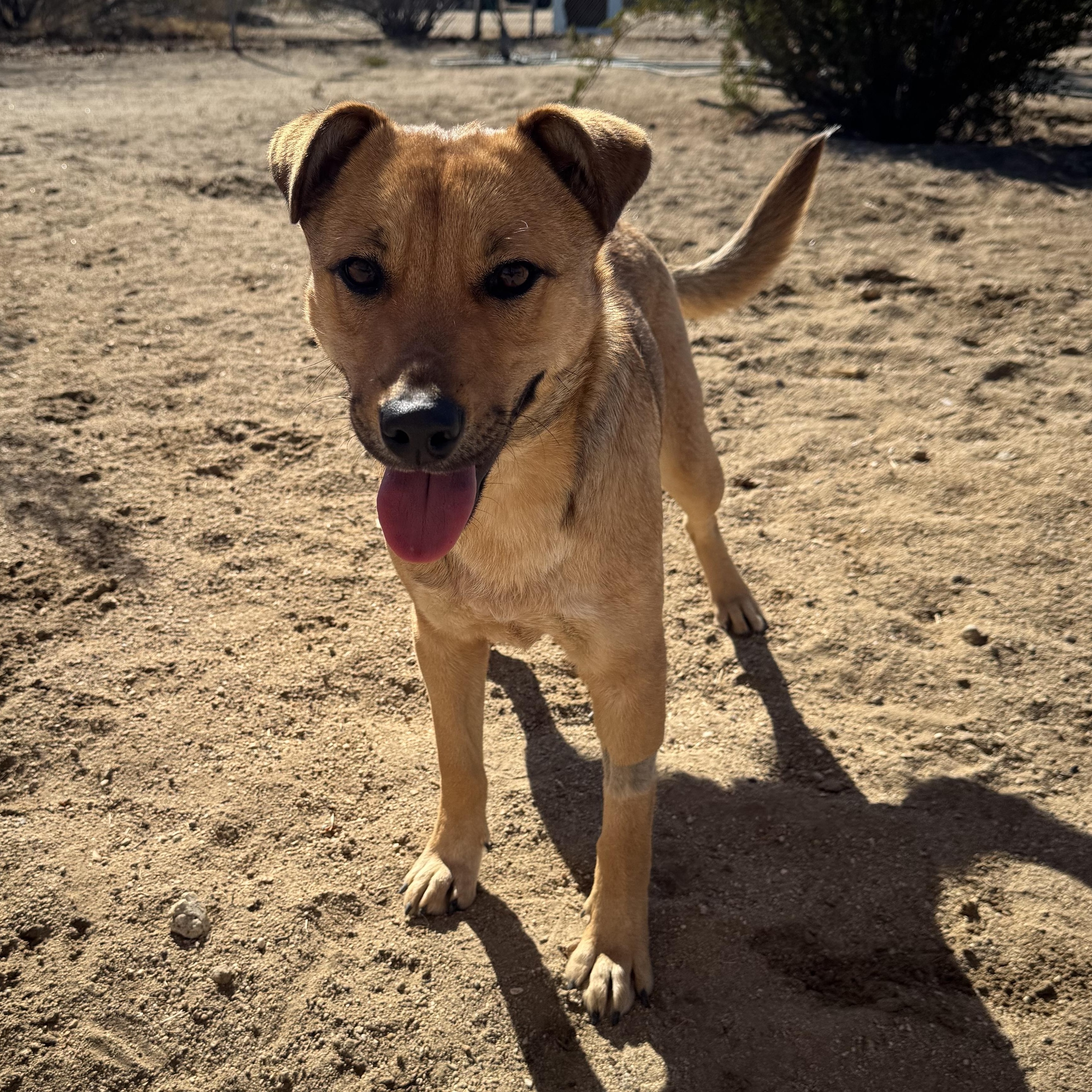 BlueJay, Adoptable, Young Female German Shepherd Dog.