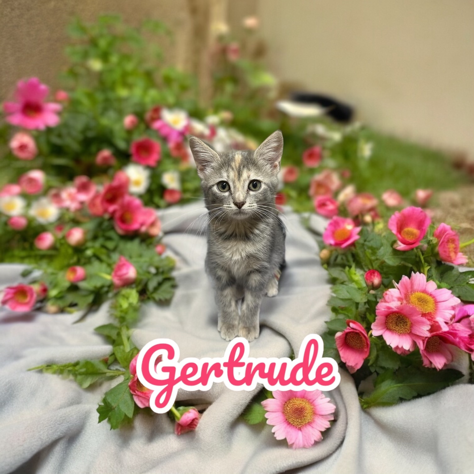 Gertrude