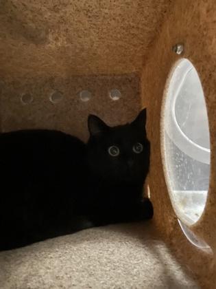 Scuttle (Barn Cat), Adoptable, Adult Female Domestic Short Hair.