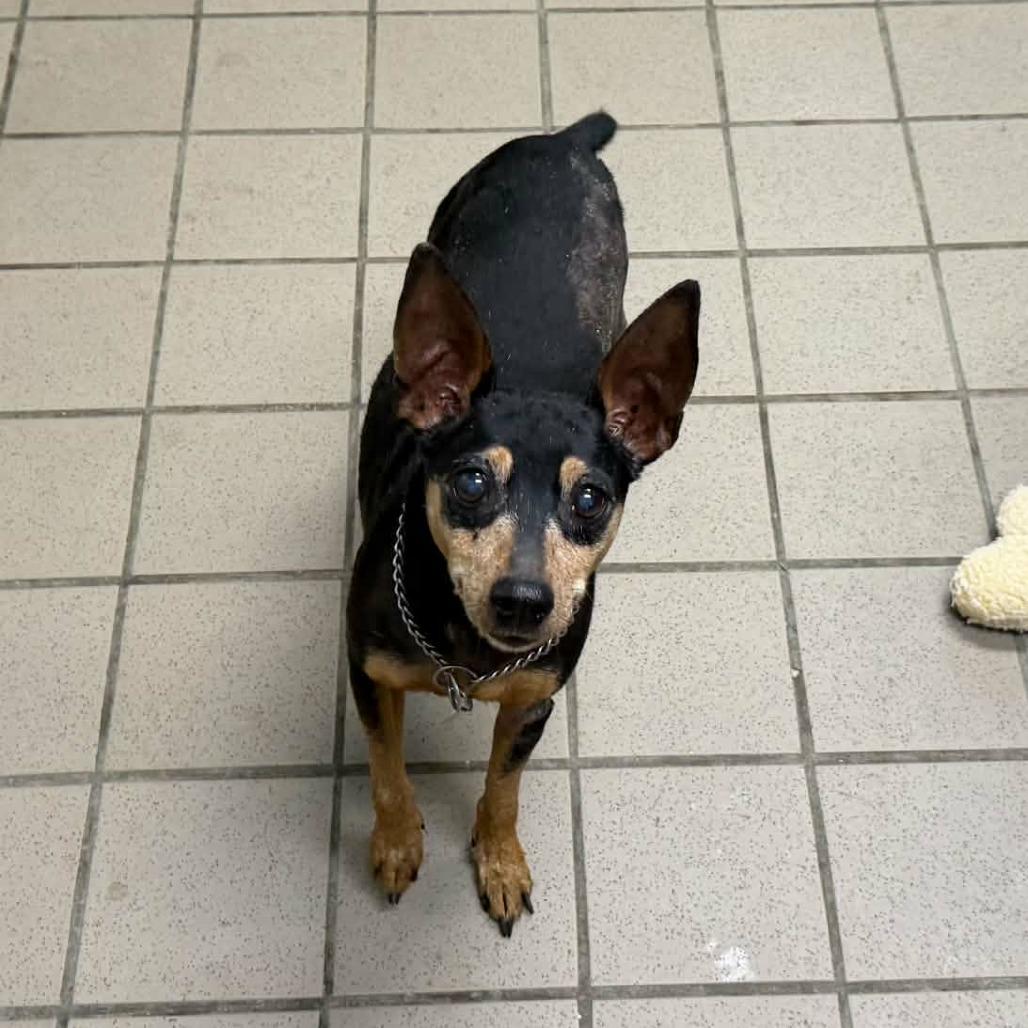 Enlarge Jack, a Adoptable Miniature Pinscher in Erie, PA image 1/2