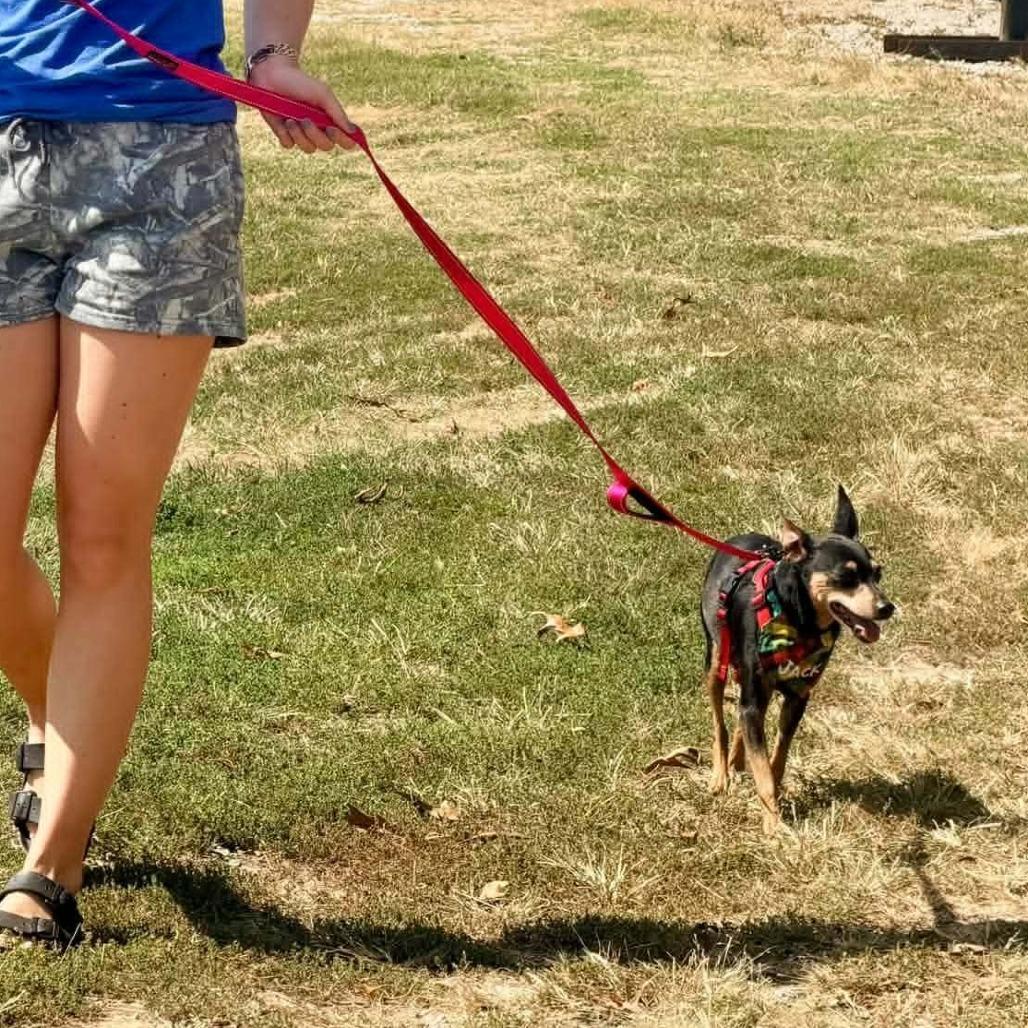 Enlarge Jack, a Adoptable Miniature Pinscher in Erie, PA image 2/2