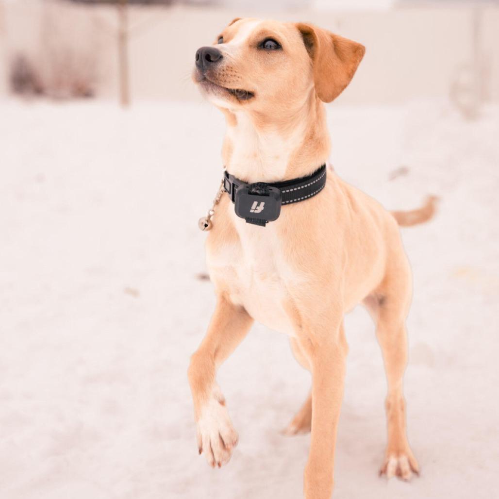 Enlarge Jimmy (aka Junior), a Adoptable mixed breed in Alma, WI image 1/5