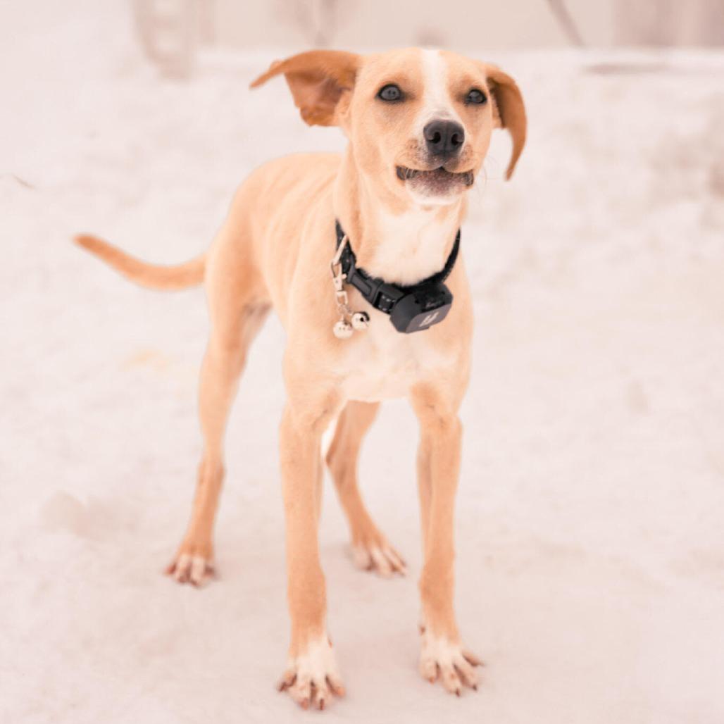 Enlarge Jimmy (aka Junior), a Adoptable mixed breed in Alma, WI image 2/5