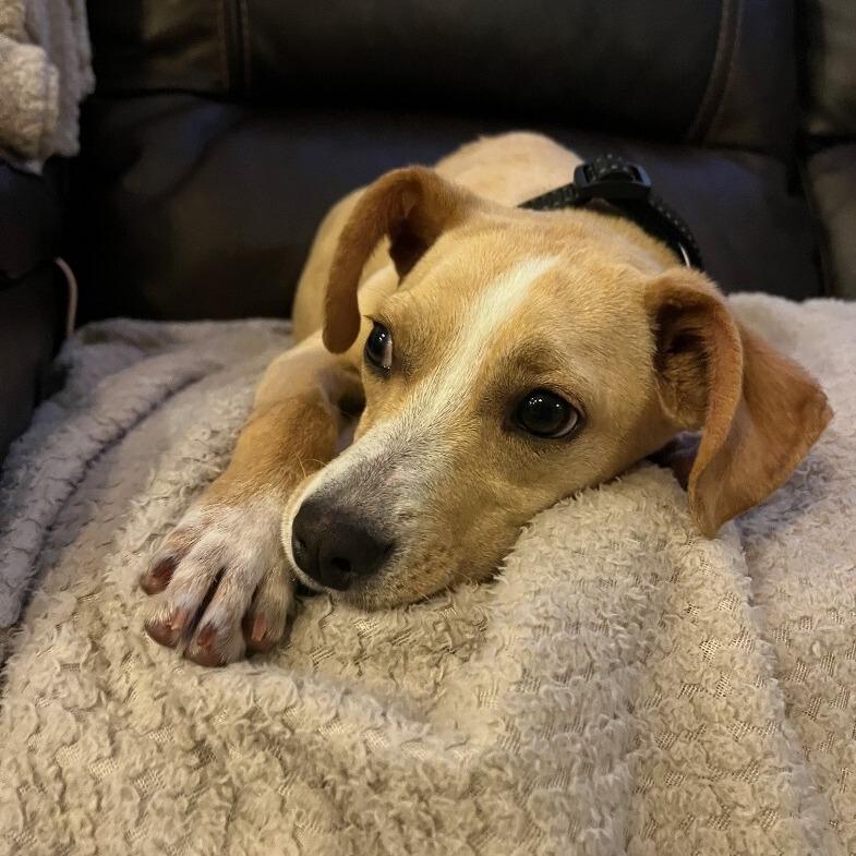 Enlarge Jimmy (aka Junior), a Adoptable mixed breed in Alma, WI image 3/5