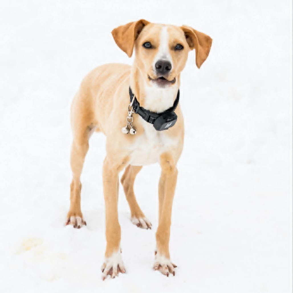 Enlarge Jimmy (aka Junior), a Adoptable mixed breed in Alma, WI image 4/5