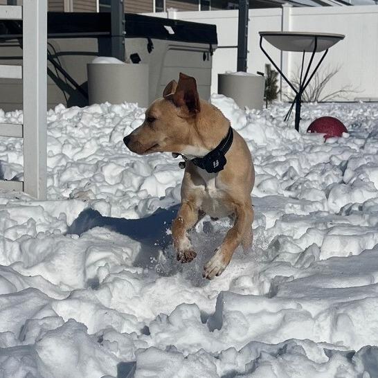 Enlarge Jimmy (aka Junior), a Adoptable mixed breed in Alma, WI image 5/5