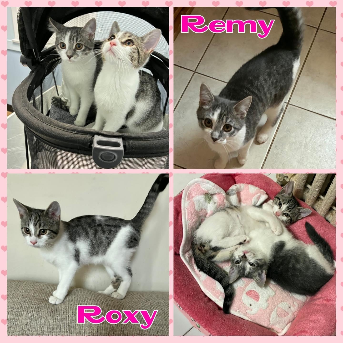 Enlarge Roxy, an adopted Domestic Short Hair in Stamford, CT image 1/1