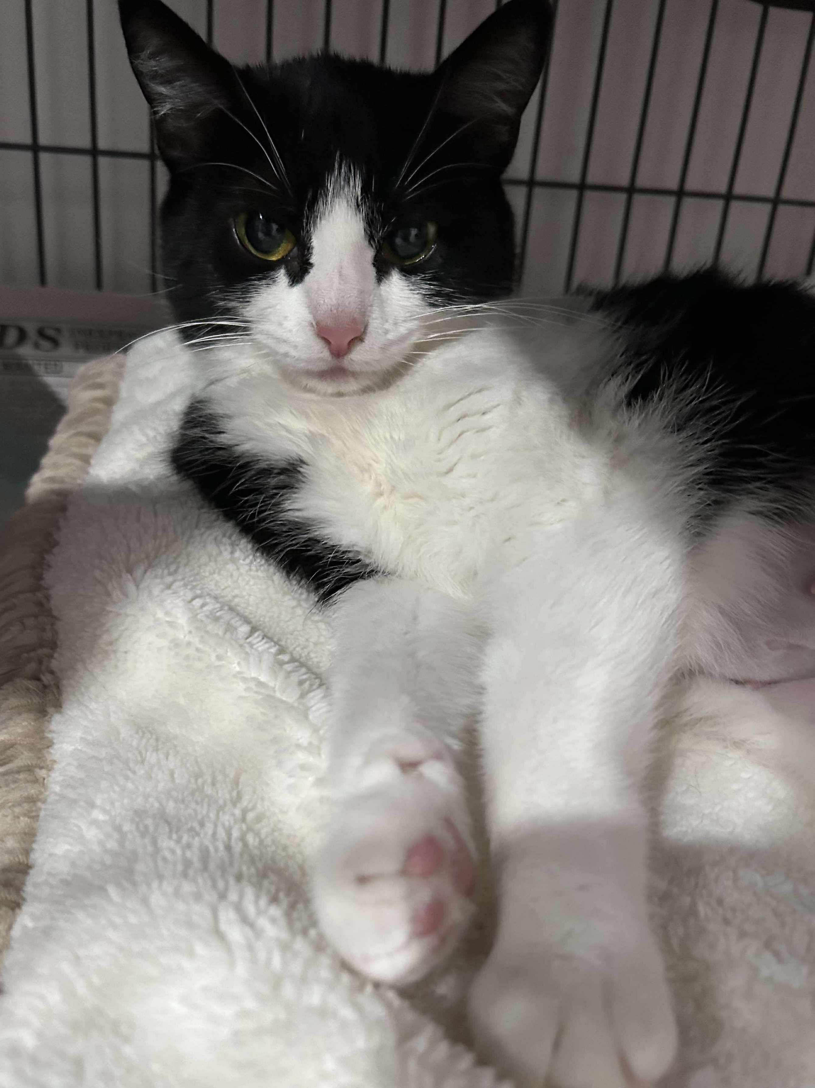 Paisley, Young Female unknown
