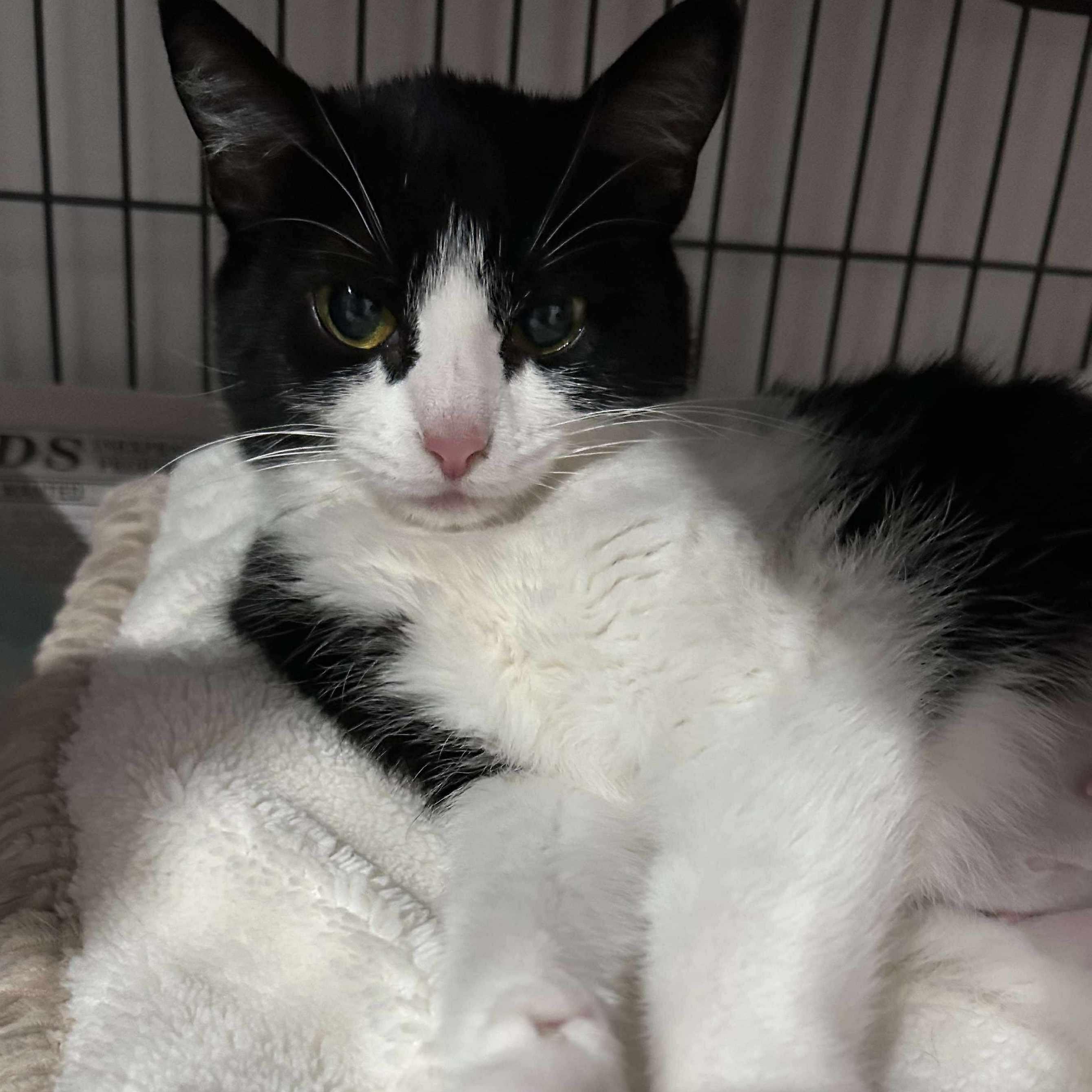 Paisley, a Adoptable Domestic Short Hair in North Huntingdon, PA image 1/2