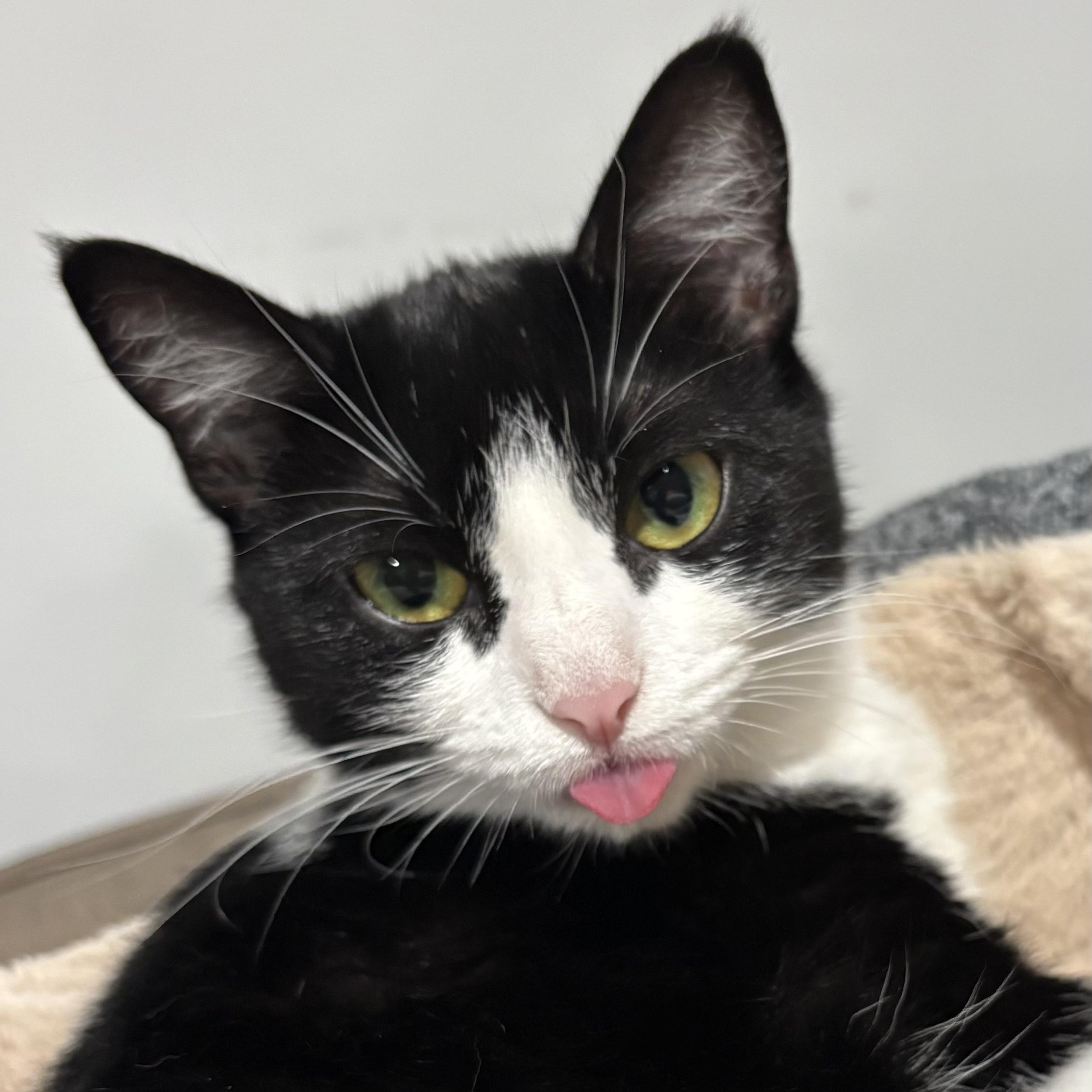 Enlarge Paisley, a Adoptable Domestic Short Hair in North Huntingdon, PA image 2/4