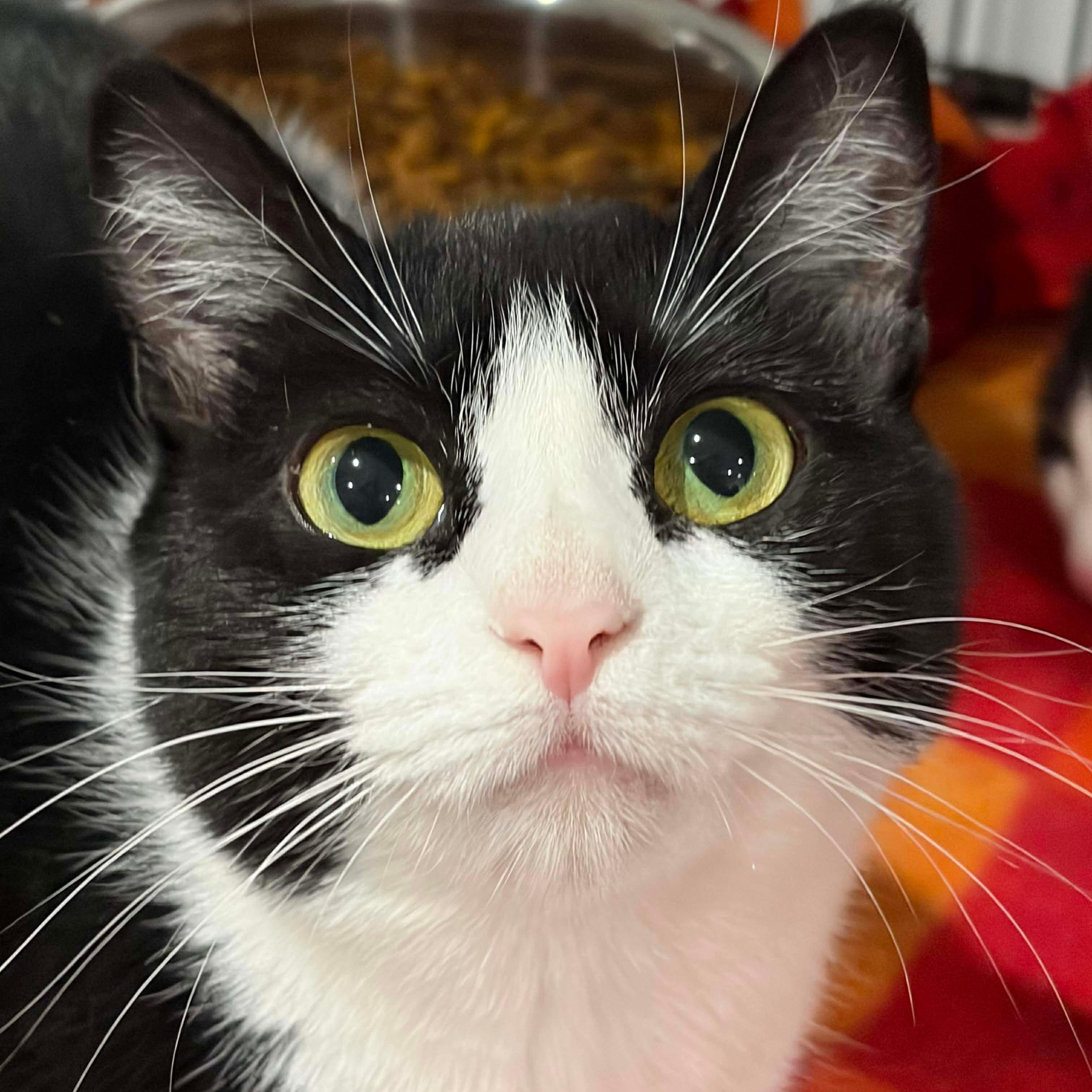 Enlarge Paisley, a Adoptable Domestic Short Hair in North Huntingdon, PA image 1/4