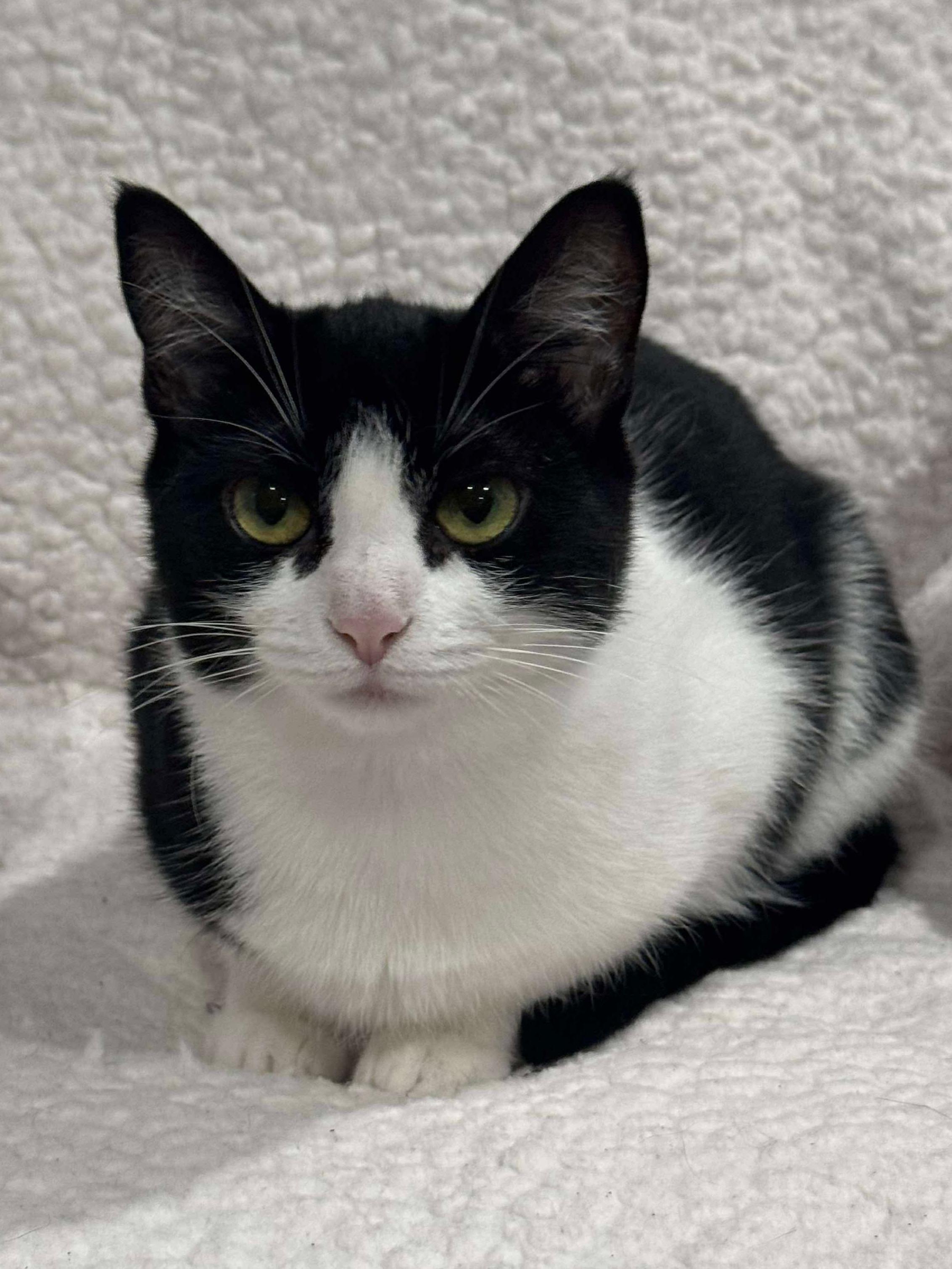 Paisley, a Adoptable Domestic Short Hair in North Huntingdon, PA image 2/2