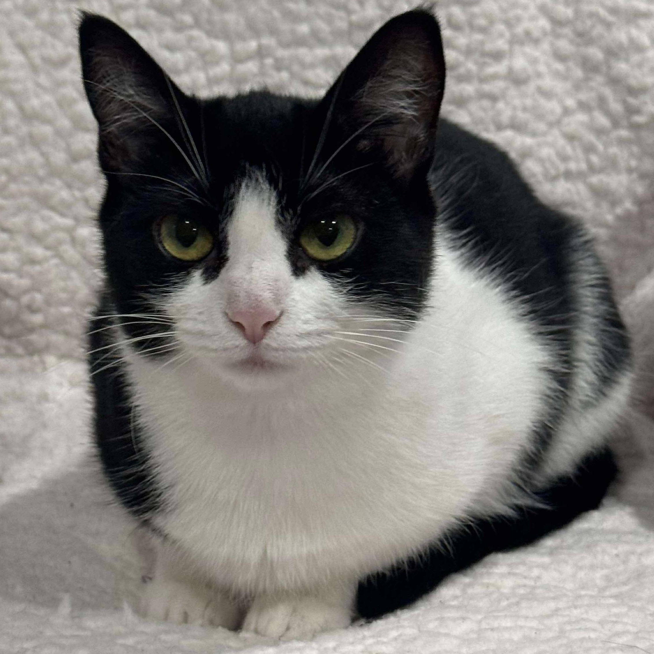 Enlarge Paisley, a Adoptable Domestic Short Hair in North Huntingdon, PA image 4/4