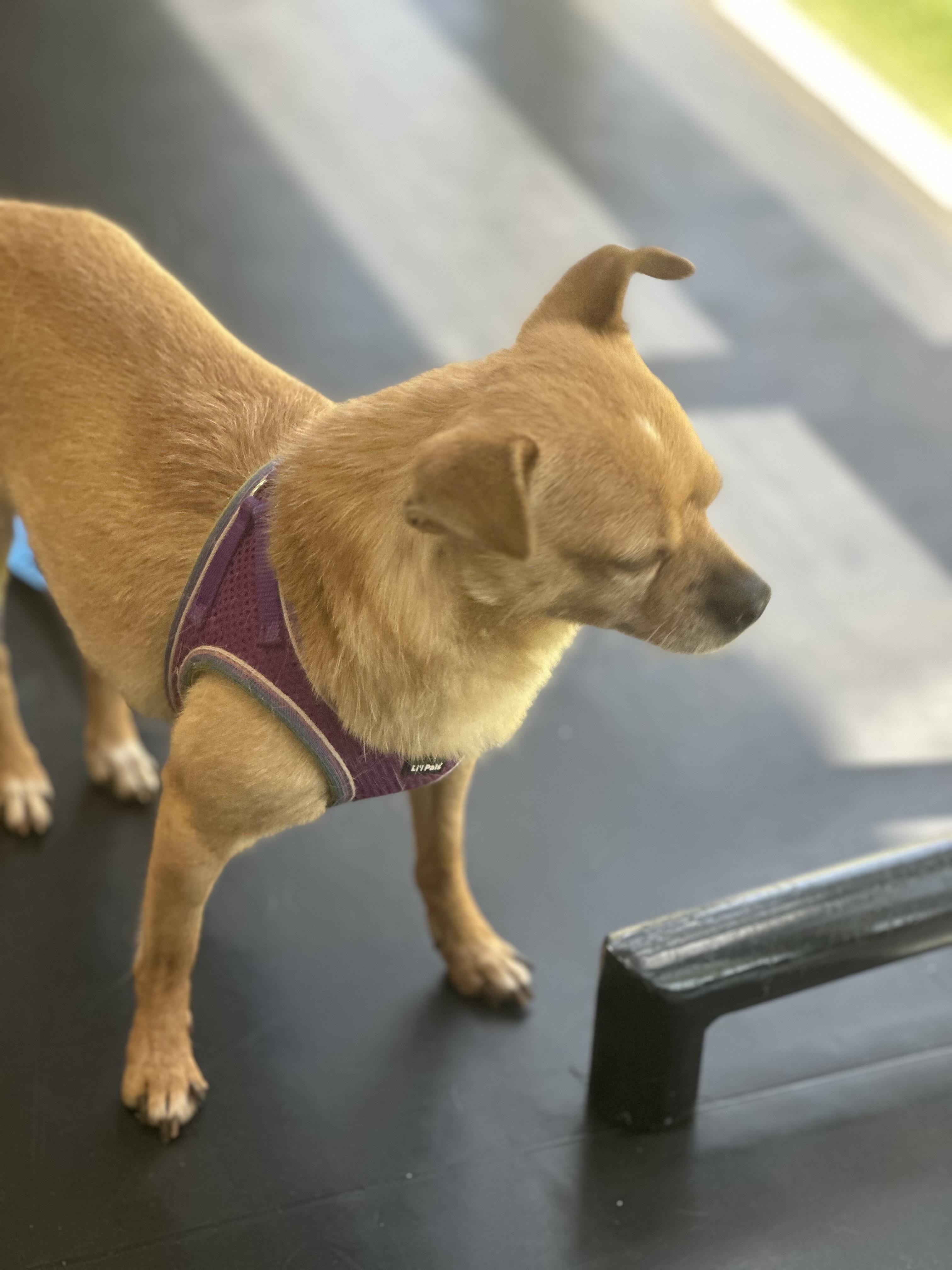 Enlarge Nix, a Adoptable Chihuahua in Las Vegas, NV image 1/5