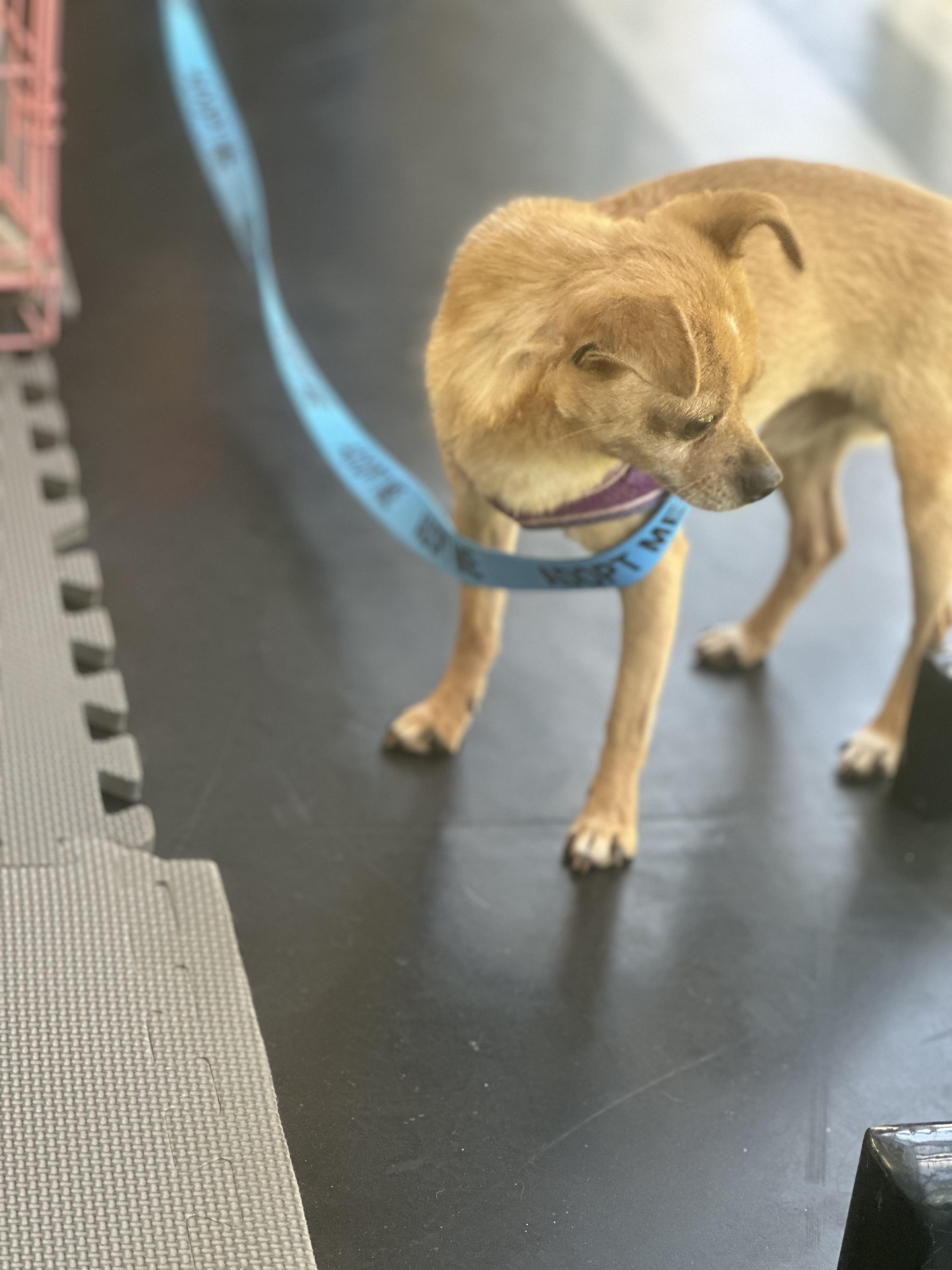 Enlarge Nix, a Adoptable Chihuahua in Las Vegas, NV image 2/5