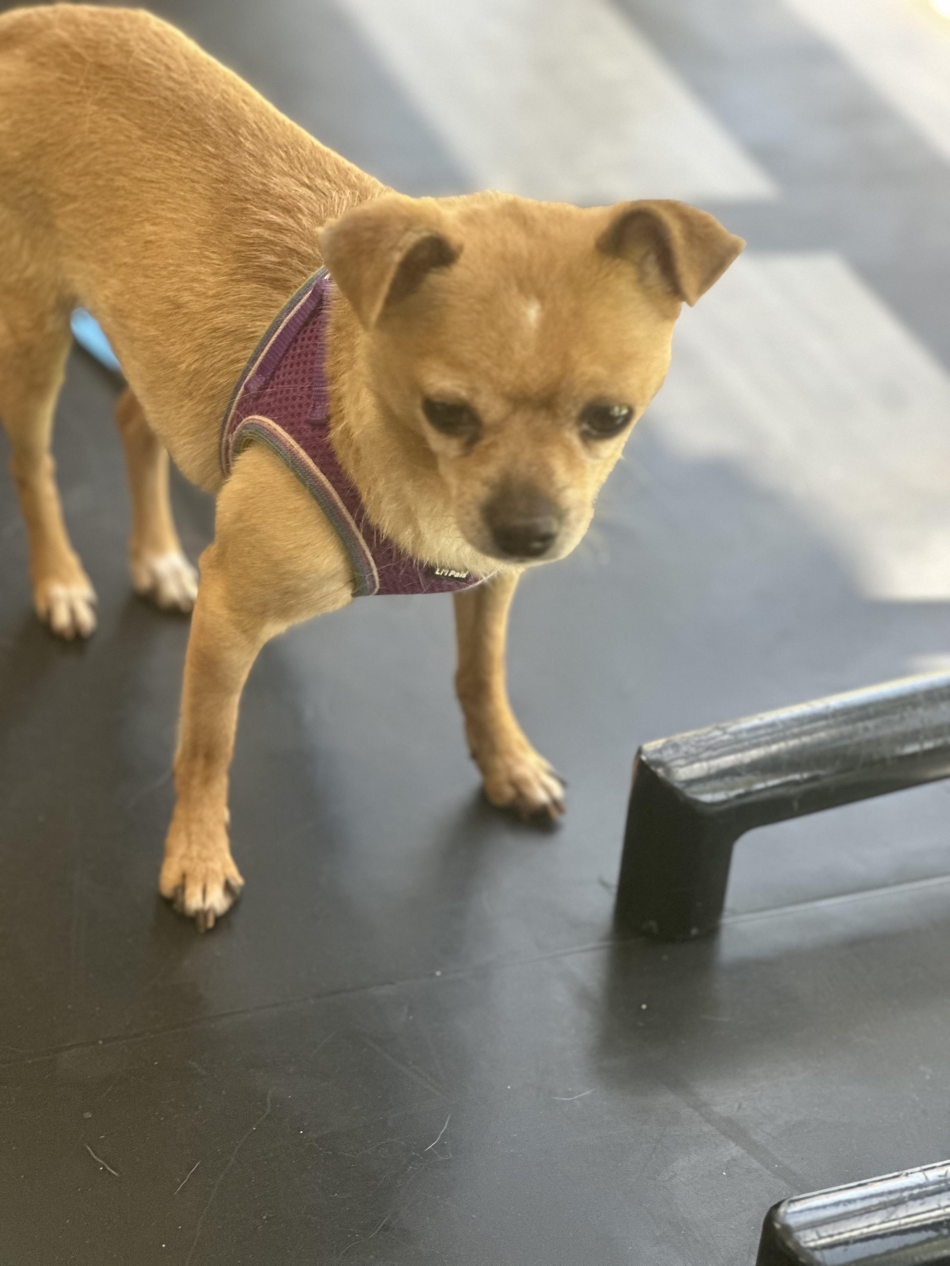 Enlarge Nix, a Adoptable Chihuahua in Las Vegas, NV image 3/5