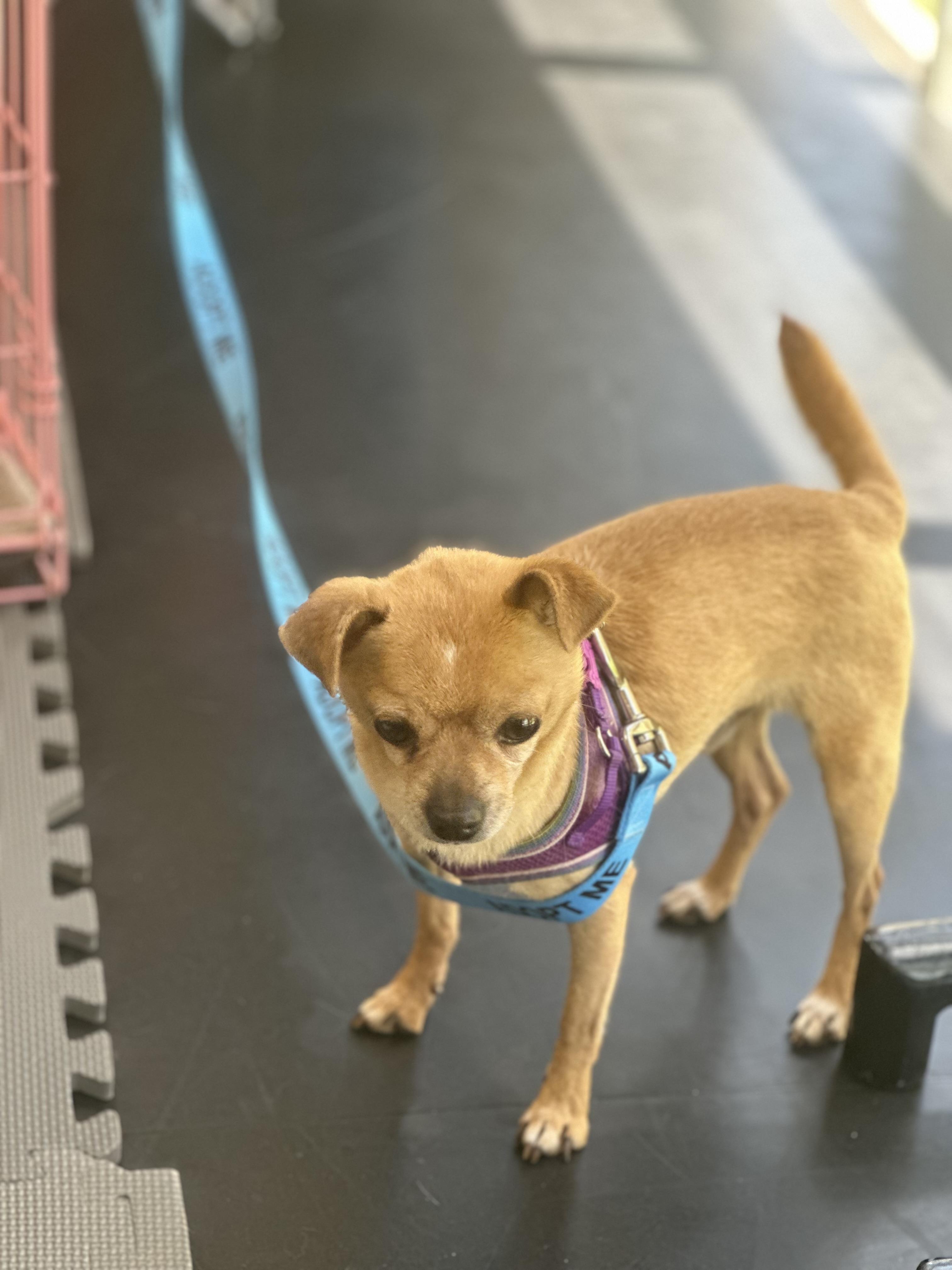 Enlarge Nix, a Adoptable Chihuahua in Las Vegas, NV image 4/5