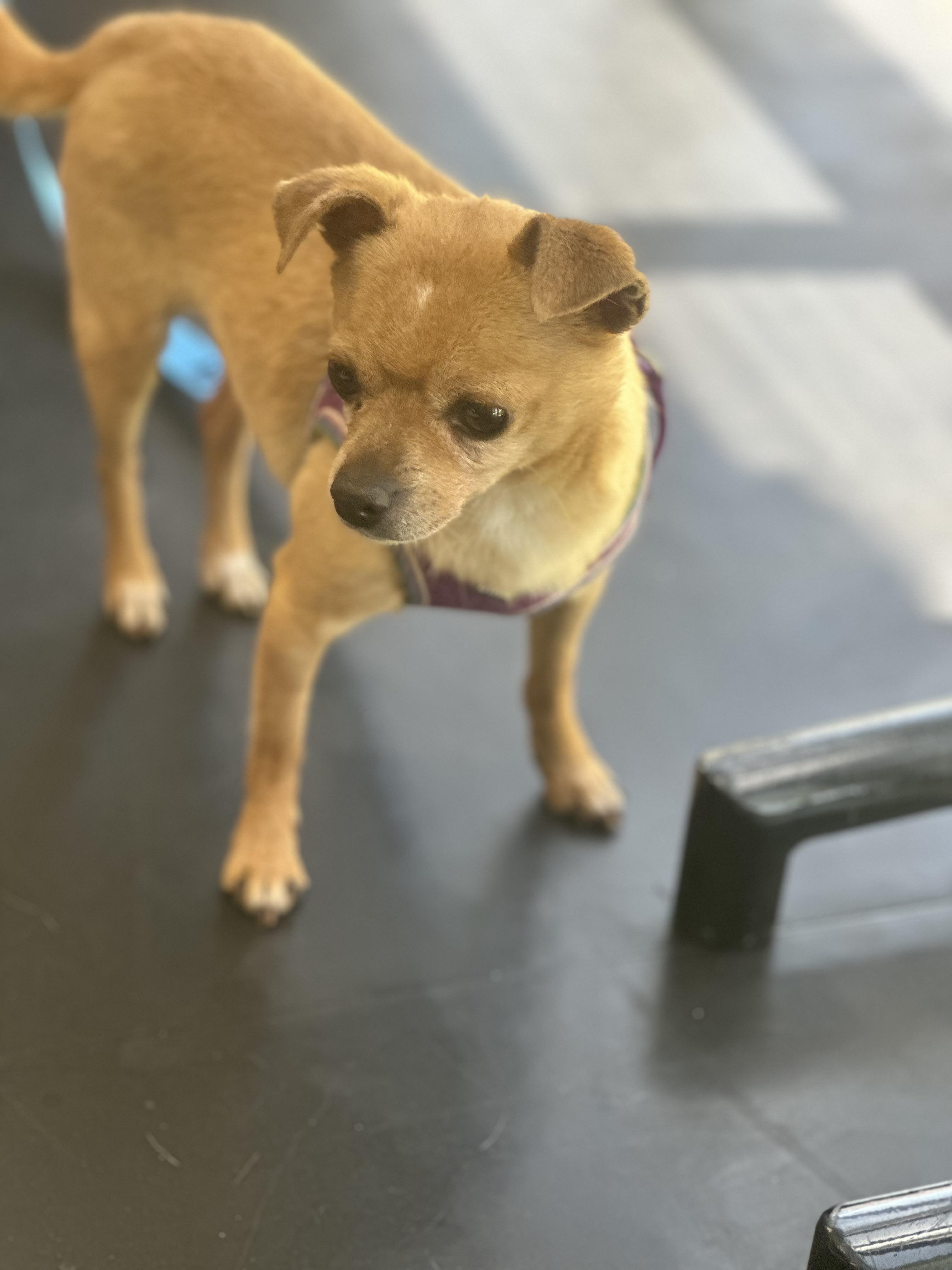 Enlarge Nix, a Adoptable Chihuahua in Las Vegas, NV image 5/5