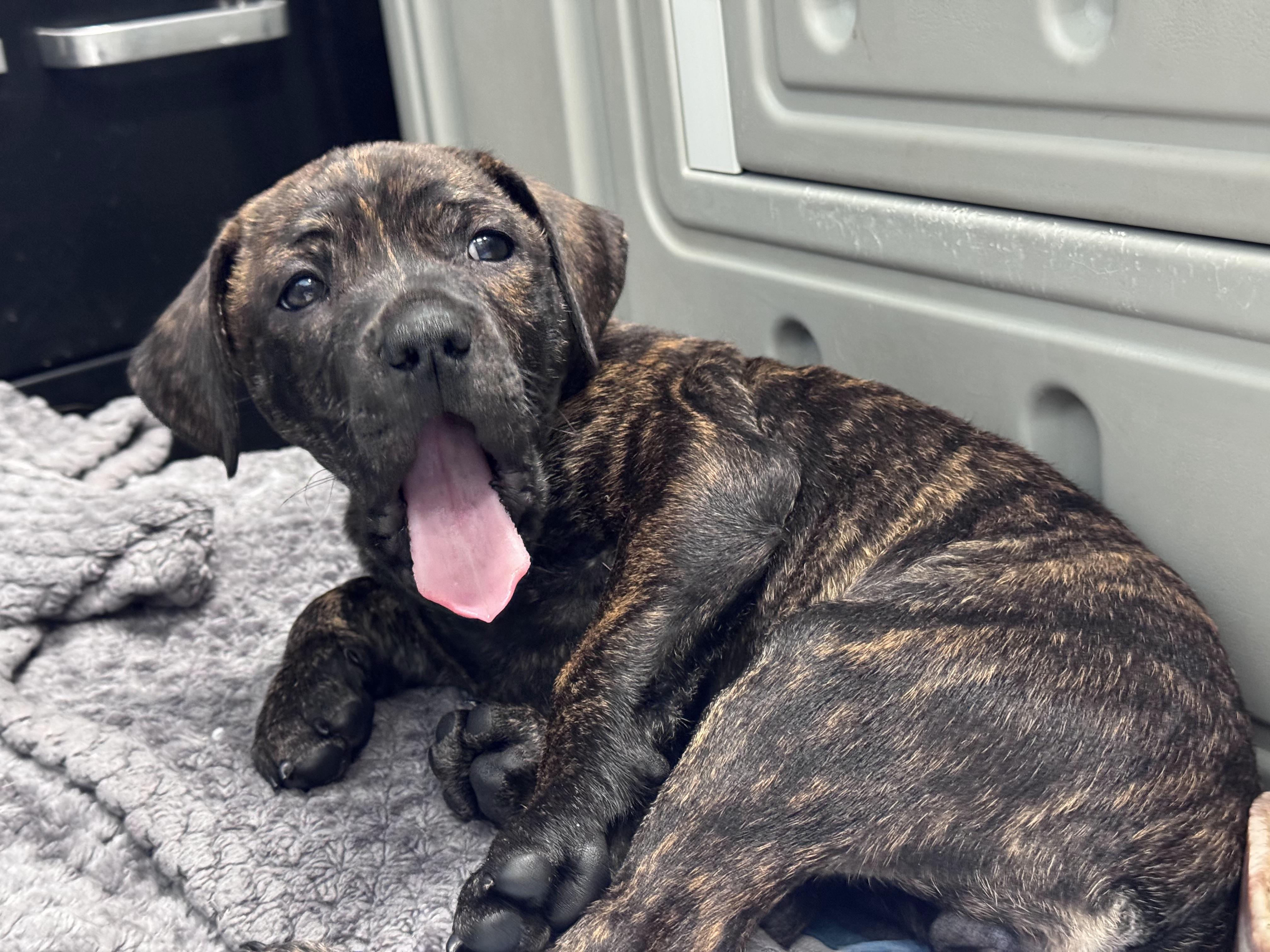 Dolly, Adoptable, Puppy Female Pit Bull Terrier & American Staffordshire Terrier.