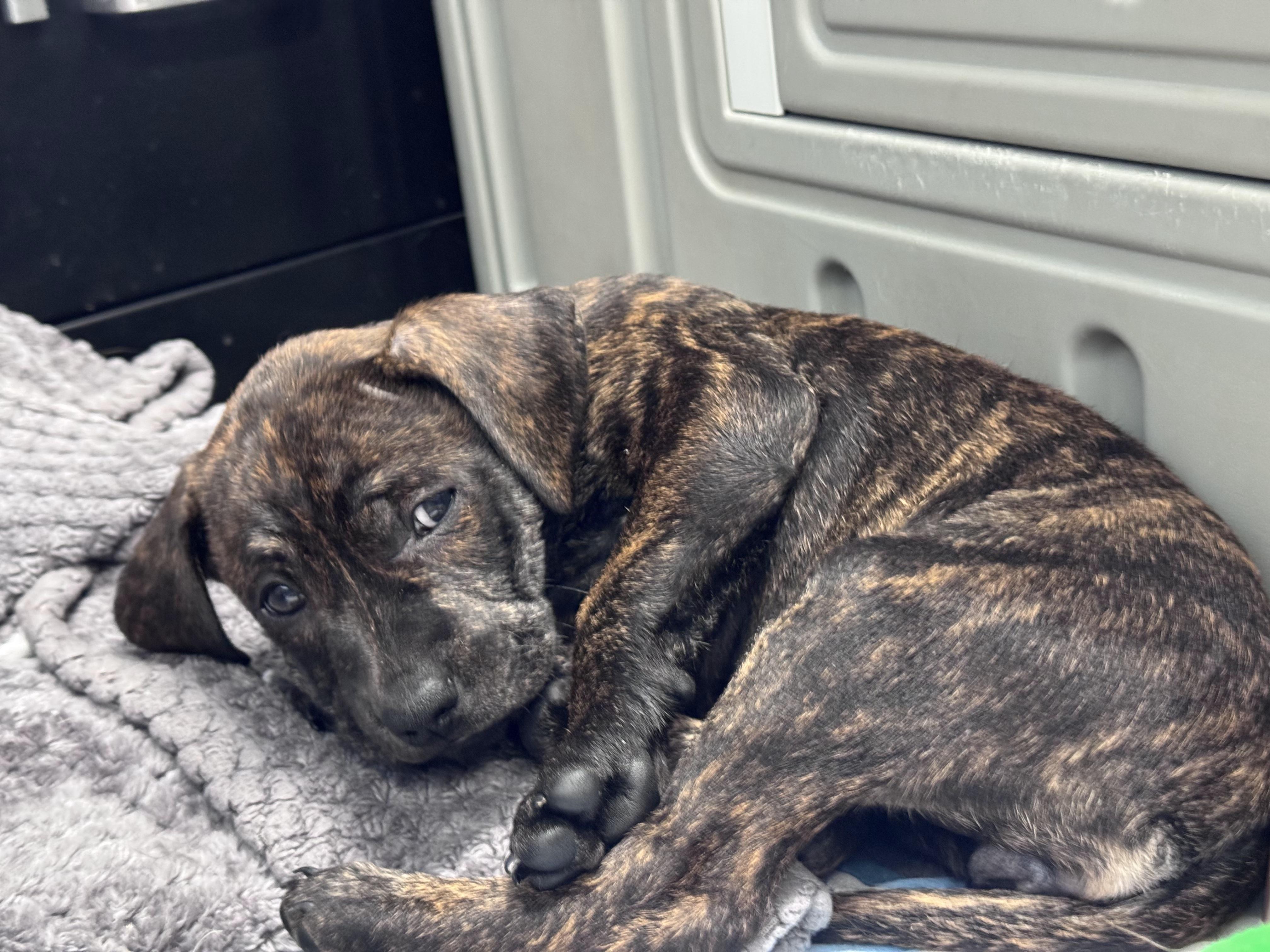 Enlarge Dolly, a Adoptable mixed breed in Troy, MI image 2/5