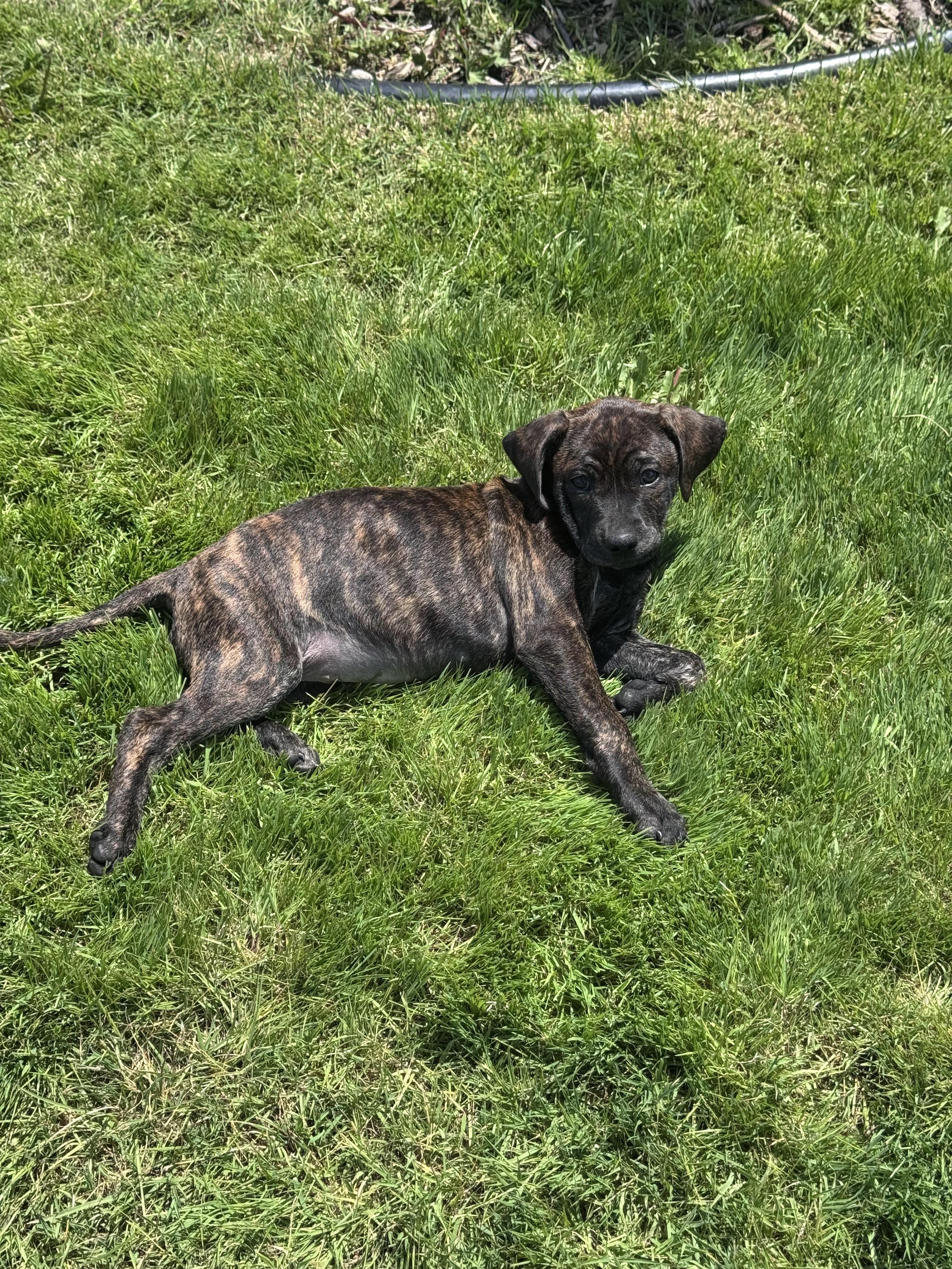 Enlarge Dolly, a Adoptable mixed breed in Troy, MI image 5/5