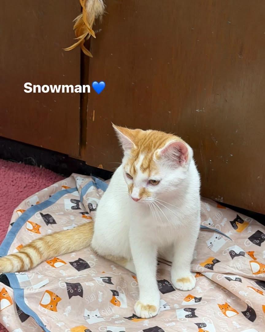 Enlarge Snow, a Adoptable Domestic Short Hair in Caseville, MI image 3/3