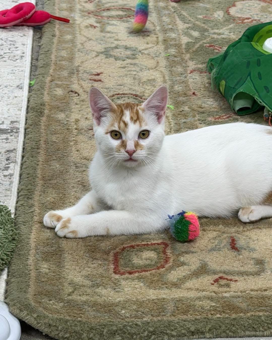 Snow, Adoptable, Kitten Male Domestic Short Hair.