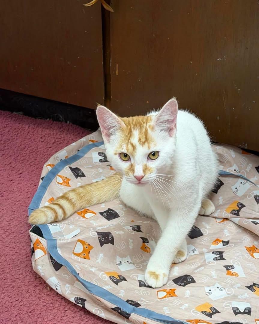 Enlarge Snow, a Adoptable Domestic Short Hair in Caseville, MI image 2/3