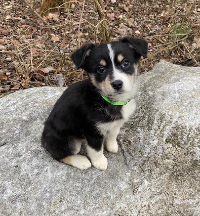 Enlarge Bessie (2023), a Adopted mixed breed in Columbia, MO image 1/3