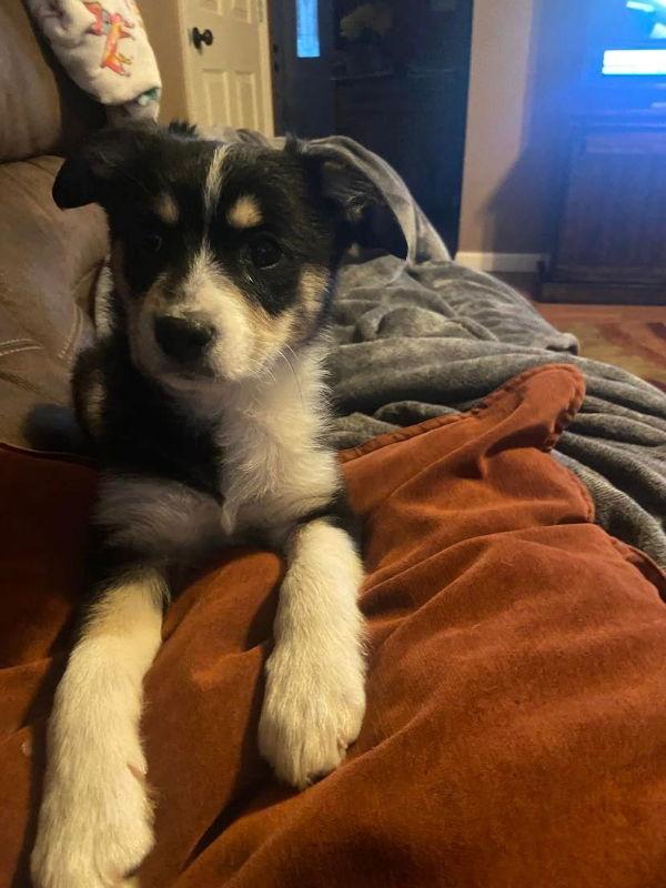 Enlarge Bessie (2023), a Adopted mixed breed in Columbia, MO image 2/3