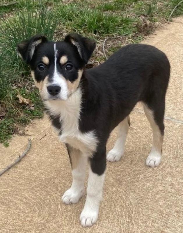 Enlarge Bessie (2023), a Adopted mixed breed in Columbia, MO image 3/3